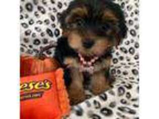 Yorkshire Terrier Puppy for sale in Ludlow, MA, USA