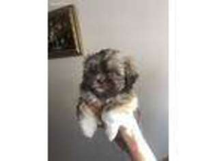 Mutt Puppy for sale in Wood Ridge, NJ, USA