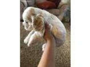 Cocker Spaniel Puppy for sale in Yuma, AZ, USA