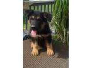 German Shepherd Dog Puppy for sale in New Paris, IN, USA