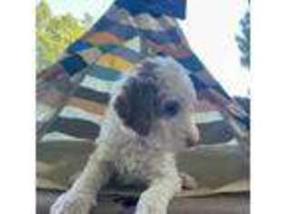 Labradoodle Puppy for sale in Pollock Pines, CA, USA