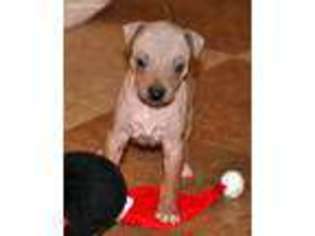 Medium Photo #1 American Hairless Terrier Puppy For Sale in Carmi, IL, USA
