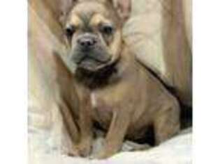 French Bulldog Puppy for sale in Linn Creek, MO, USA