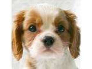 Cavalier King Charles Spaniel Puppy for sale in Medina, OH, USA