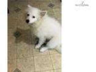 Medium Photo #1 American Eskimo Dog Puppy For Sale in San Antonio, TX, USA