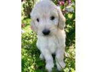Goldendoodle Puppy for sale in Xenia, OH, USA