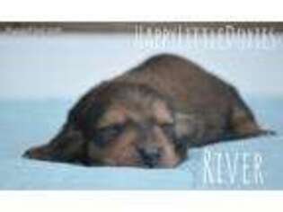 Dachshund Puppy for sale in Solomon, KS, USA