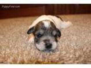 Mutt Puppy for sale in Mount Enterprise, TX, USA