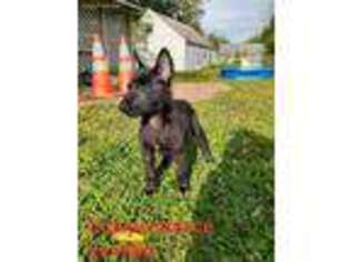 Dutch Shepherd Dog Puppy for sale in Whitehall, OH, USA