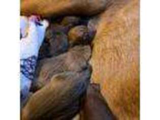 Bloodhound Puppy for sale in Whittier, CA, USA