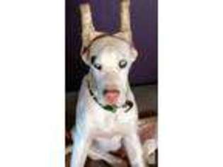 Great Dane Puppy for sale in SPOKANE, WA, USA