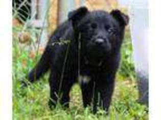 German Shepherd Dog Puppy for sale in Crownsville, MD, USA