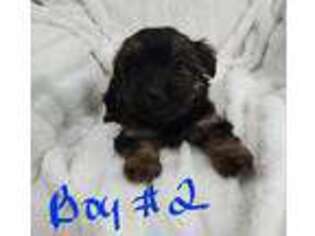 Mutt Puppy for sale in Ashville, OH, USA