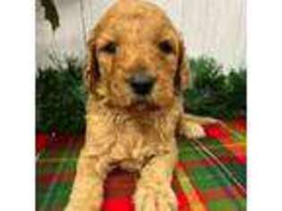 Goldendoodle Puppy for sale in Midland, MI, USA
