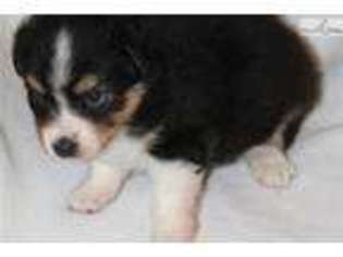 Miniature Australian Shepherd Puppy for sale in Dothan, AL, USA