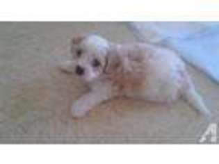 Mutt Puppy for sale in PEARL CITY, HI, USA