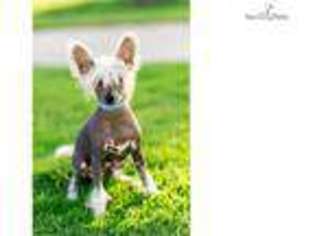 Chinese Crested Puppy for sale in Buffalo, NY, USA