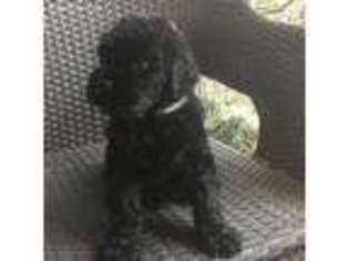 Black Russian Terrier Puppy for sale in Aiken, SC, USA