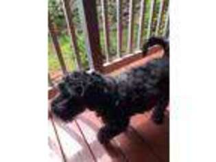 Black Russian Terrier Puppy for sale in Ellijay, GA, USA