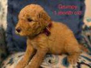 Goldendoodle Puppy for sale in Saint Cloud, FL, USA