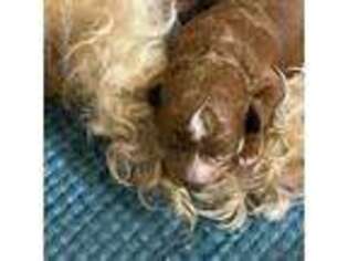 Cavapoo Puppy for sale in Paradise, TX, USA