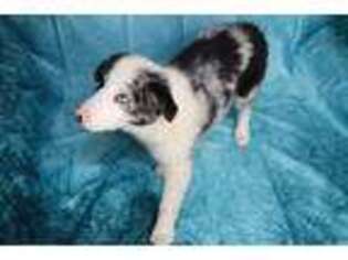 Border Collie Puppy for sale in Advance, NC, USA