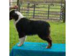 Australian Shepherd Puppy for sale in Mexico, NY, USA