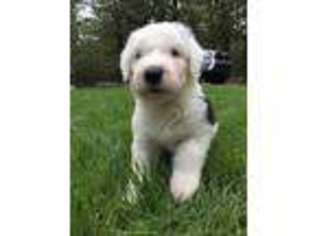 Old English Sheepdog Puppy for sale in Roland, AR, USA