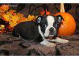 Boston Terrier Puppy for sale in Pittsfield, NH, USA