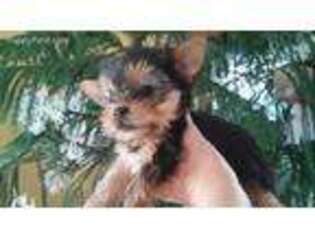 Yorkshire Terrier Puppy for sale in Saugus, MA, USA
