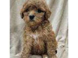 Cavapoo Puppy for sale in Barboursville, WV, USA