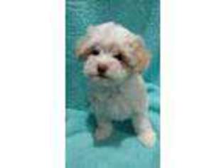 Havanese Puppy for sale in Dalton, OH, USA