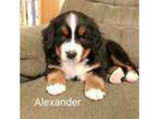 Bernese Mountain Dog Puppy for sale in Palmyra, ME, USA