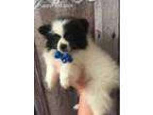 Pomeranian Puppy for sale in Avoca, MI, USA