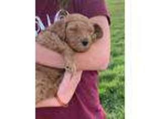 Goldendoodle Puppy for sale in Sesser, IL, USA