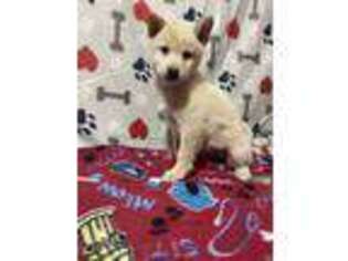 Shiba Inu Puppy for sale in Ligonier, IN, USA