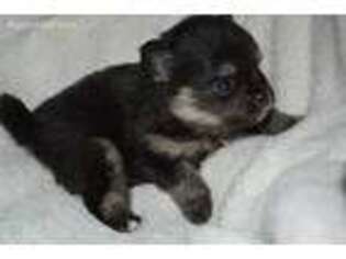 Pomeranian Puppy for sale in Lake Orion, MI, USA