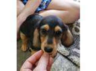 Dachshund Puppy for sale in Schuylkill Haven, PA, USA