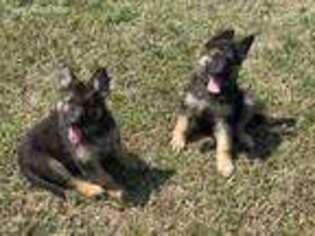 German Shepherd Dog Puppy for sale in Alvin, TX, USA