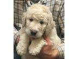 Goldendoodle Puppy for sale in Bringhurst, IN, USA