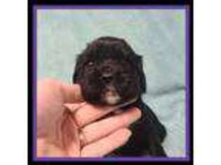 Cavalier King Charles Spaniel Puppy for sale in Detroit Lakes, MN, USA