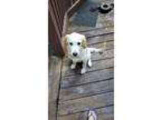 Golden Retriever Puppy for sale in Bartonsville, PA, USA