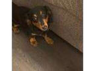 Dachshund Puppy for sale in Mansfield, TX, USA