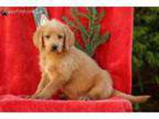 Labradoodle Puppy for sale in Holtwood, PA, USA