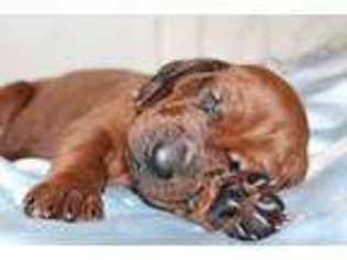 Redbone Coonhound Puppy for sale in Astor, FL, USA