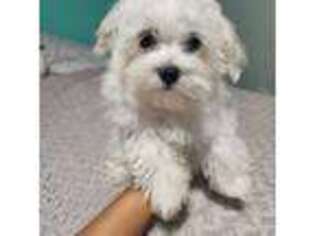 Maltese Puppy for sale in Longwood, FL, USA