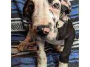 Great Dane Puppy for sale in Blue Ridge, VA, USA
