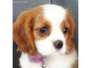 Cavalier King Charles Spaniel Puppy for sale in Homer, LA, USA
