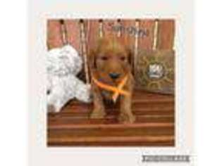 Goldendoodle Puppy for sale in Eubank, KY, USA