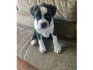 Boxer Puppy for sale in Haymarket, VA, USA